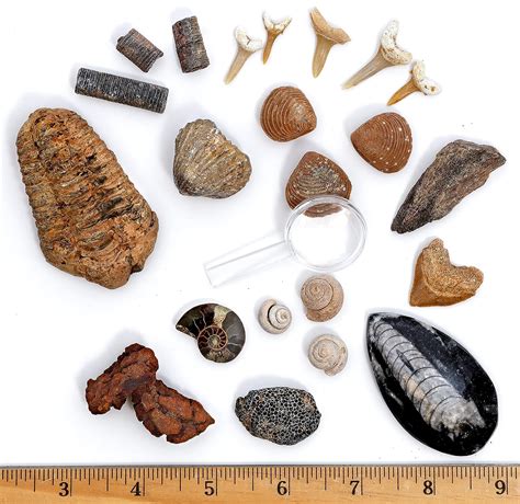 fossil teeth identification